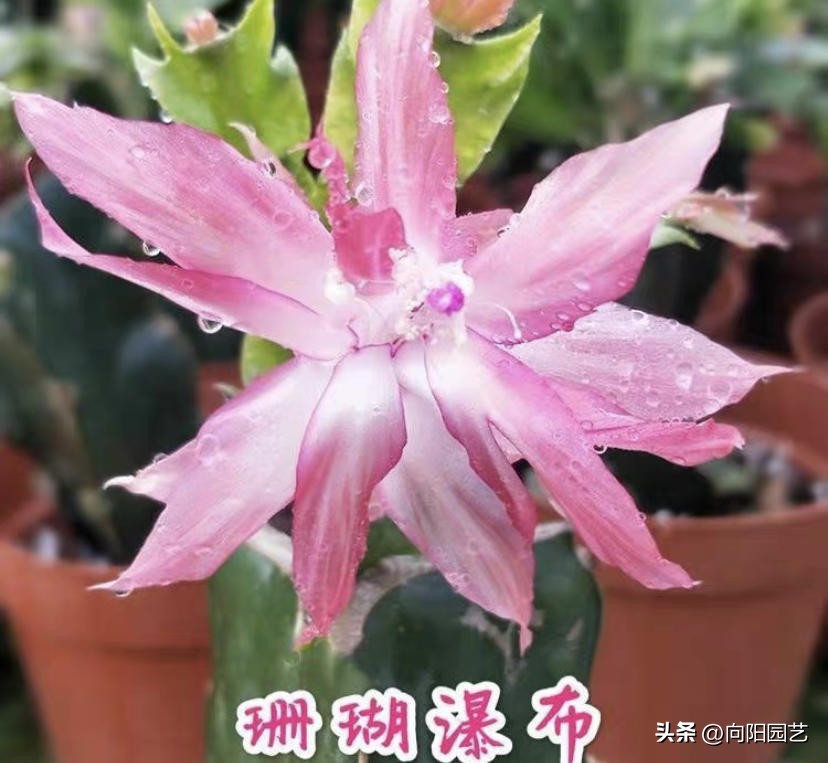 1元蟹爪兰价格,1万元的蟹爪兰图片