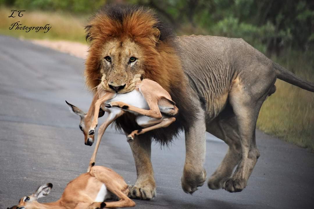 杜高犬挑战老虎遭秒杀,六只杜高犬vs美洲狮