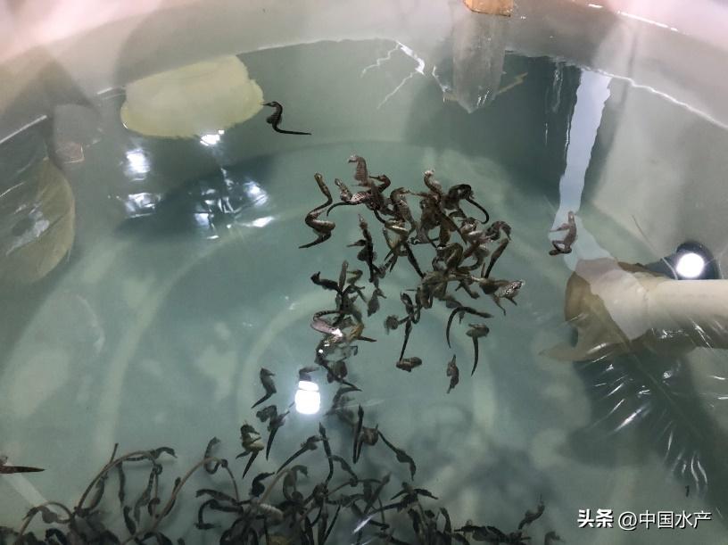 水生外来物种入侵防控工作方案,水生动物防疫