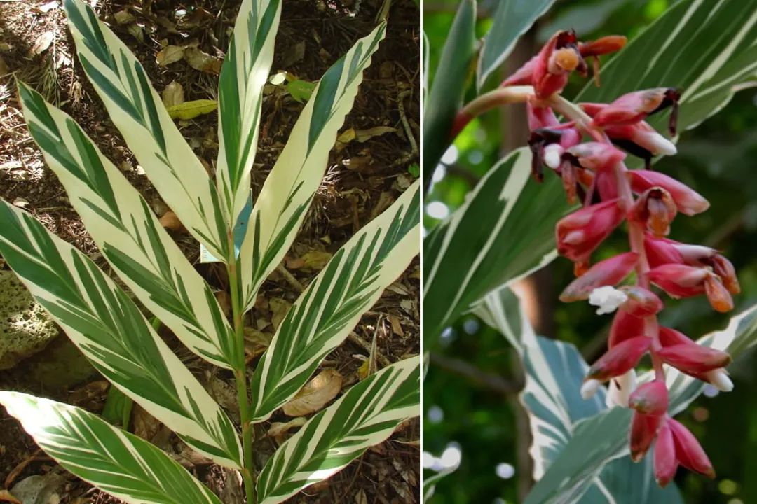 姜类香辛料都包含哪些种,12种必须了解的香料作用和用量