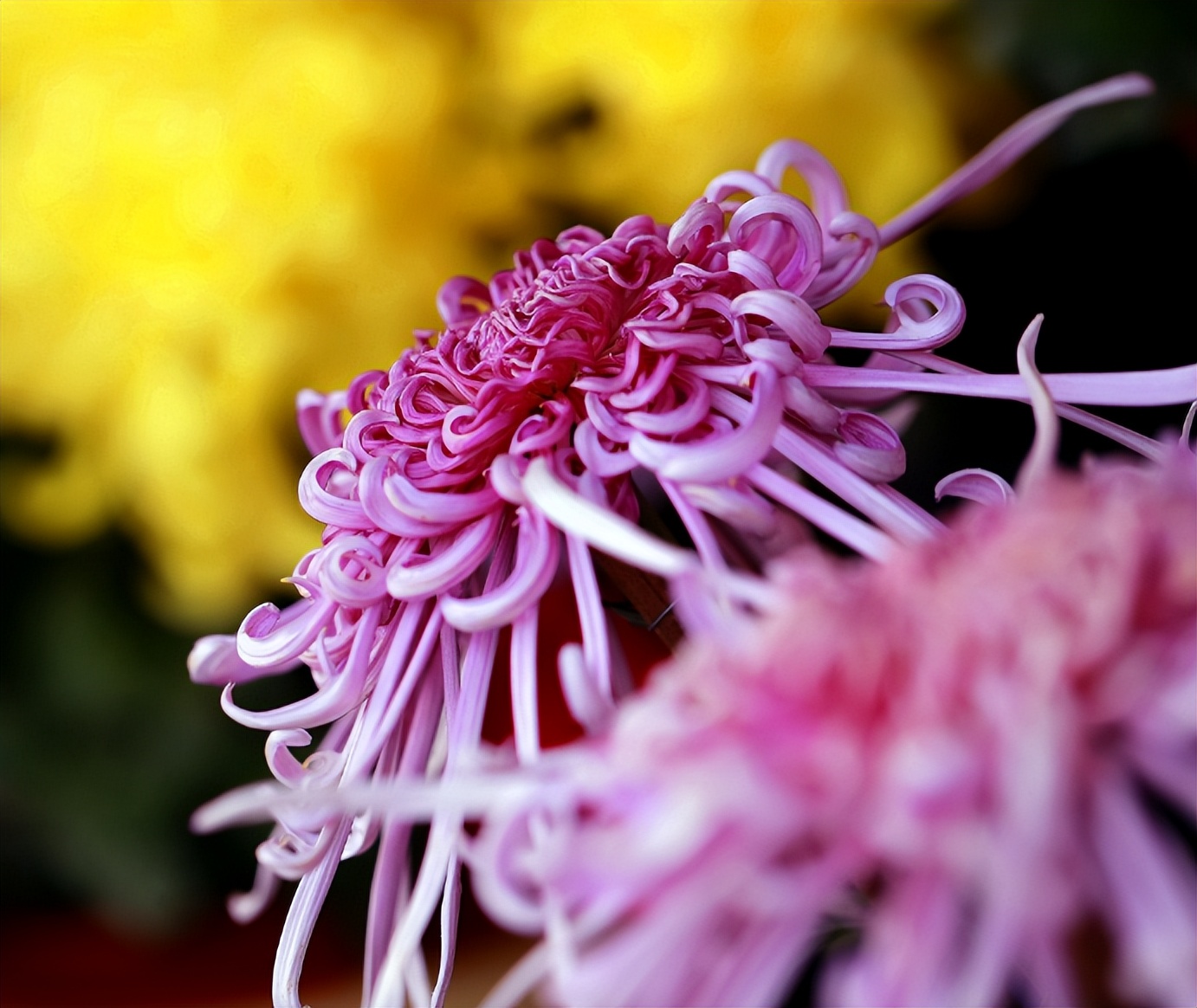 关于秋菊意象的诗句,关于秋菊的诗词名句