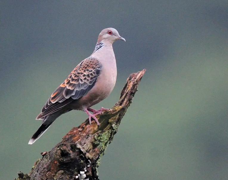 大斑鸠要吃小斑鸠吗,斑鸠喂食的危害