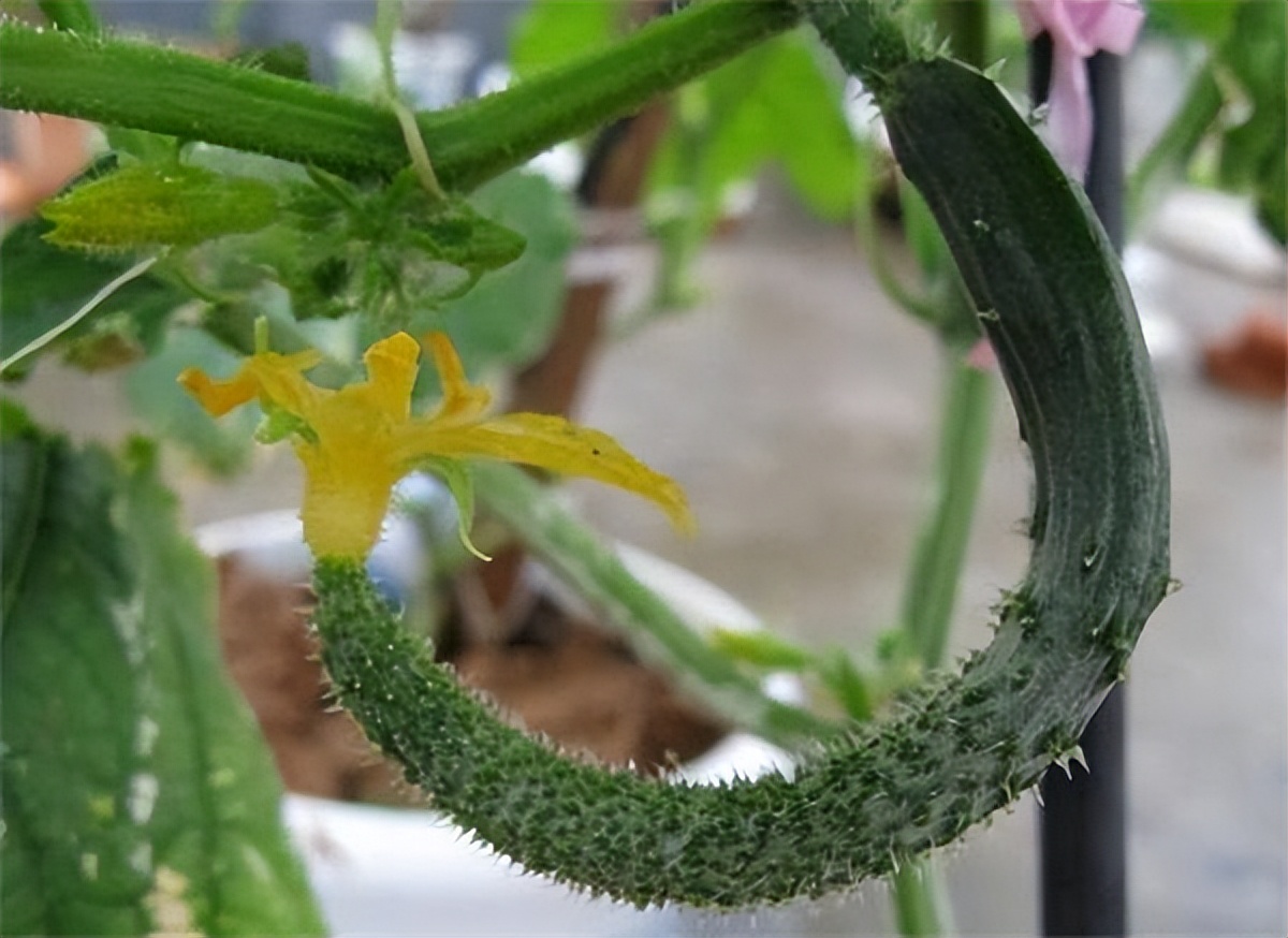 种黄瓜要掐尖打顶吗,大棚种黄瓜长弯有效解决方法