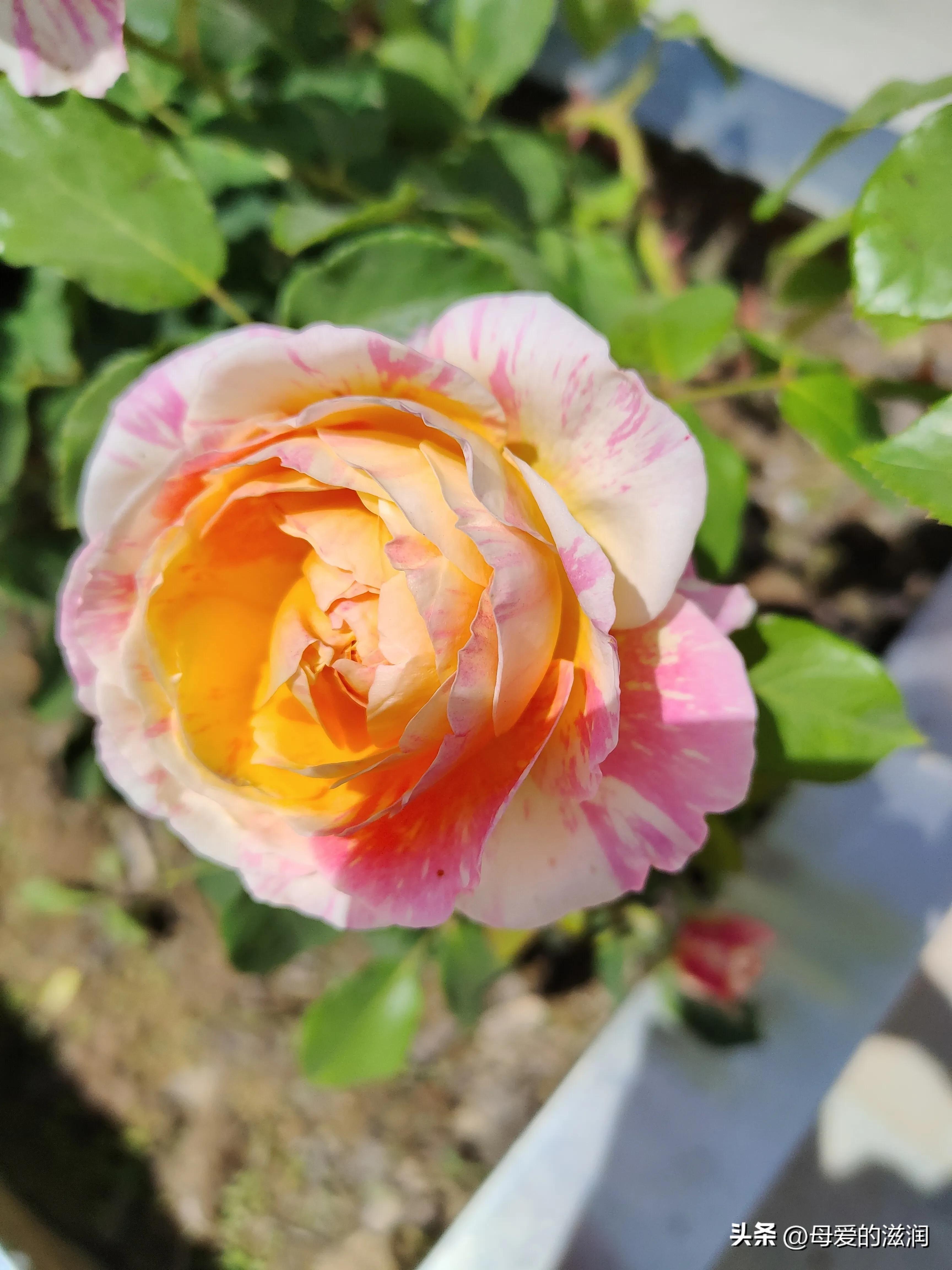 满月酒歌曲,满月酒的祝福语