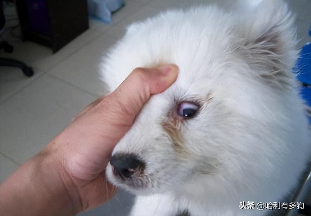 狗狗得犬瘟吃草是自救吗,中晚期犬瘟自救日记第二天
