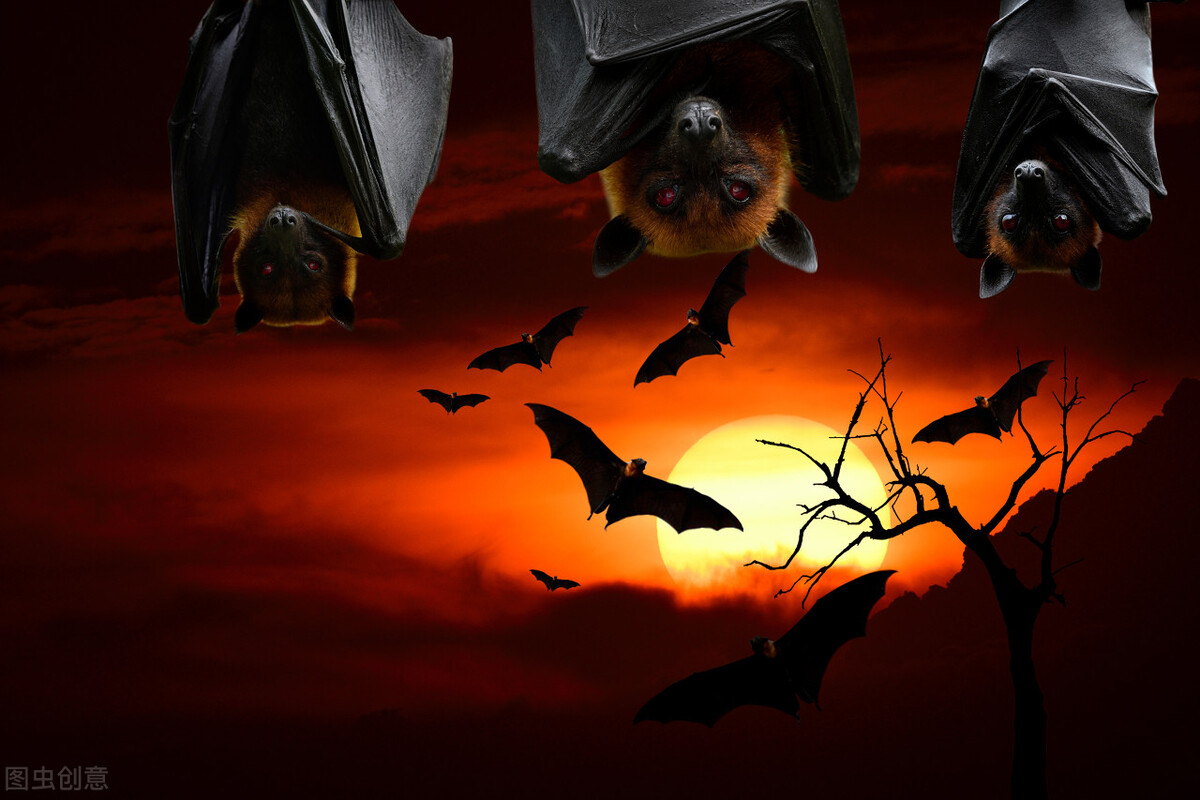 西藏虫草挖了一窝 (青海挖出最大虫草)