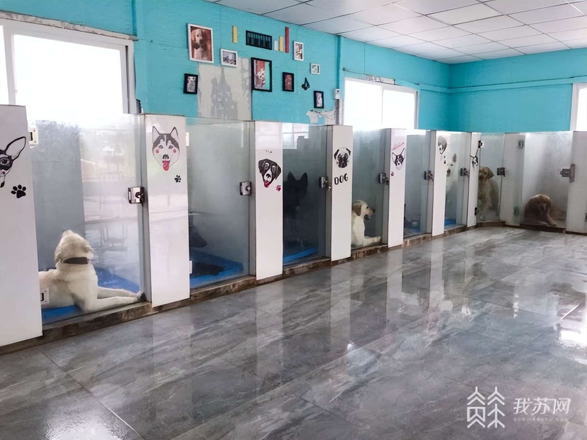 专业训练狗狗多少钱一个月,5000元一个月的狗狗培训