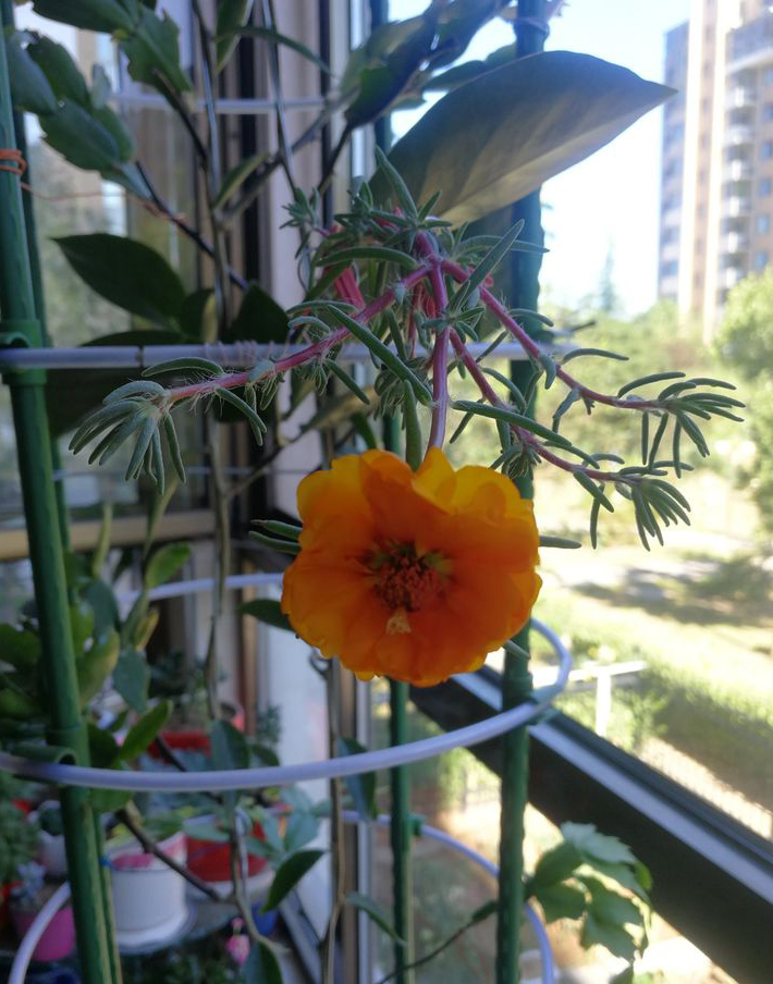 最美最惊艳的仙人掌花,仙人掌奇花图片大全