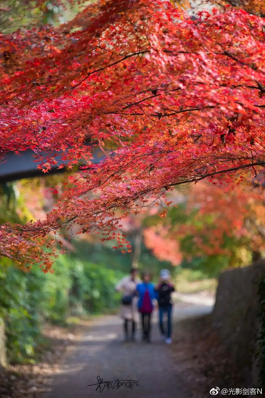 南京的法国梧桐秋天图片,南京法国梧桐秋天