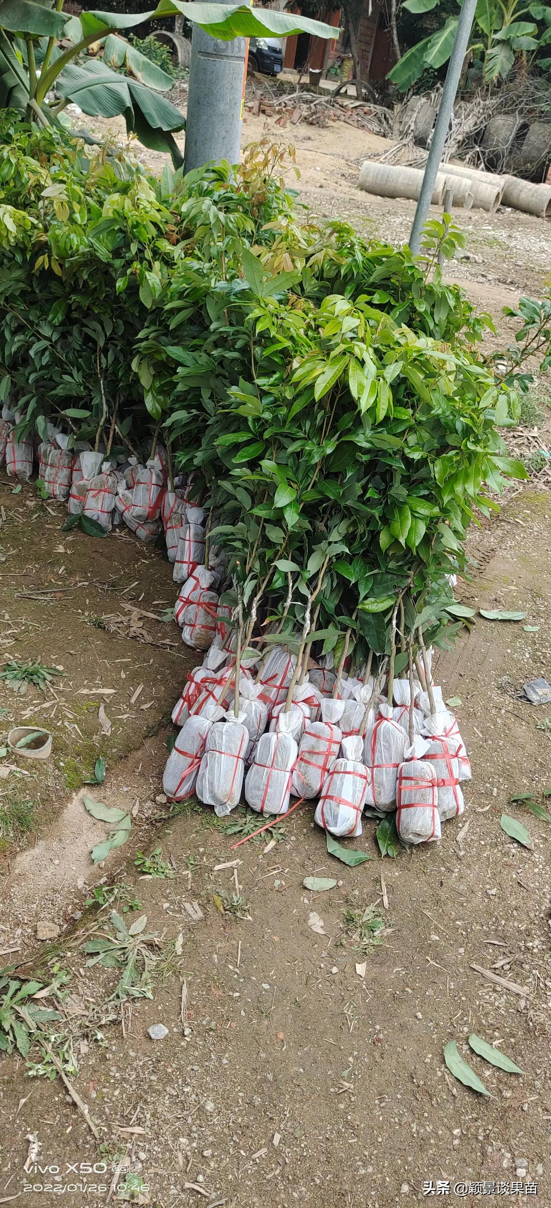 适合南宁种的水果树苗,适合广西种的阳台水果苗