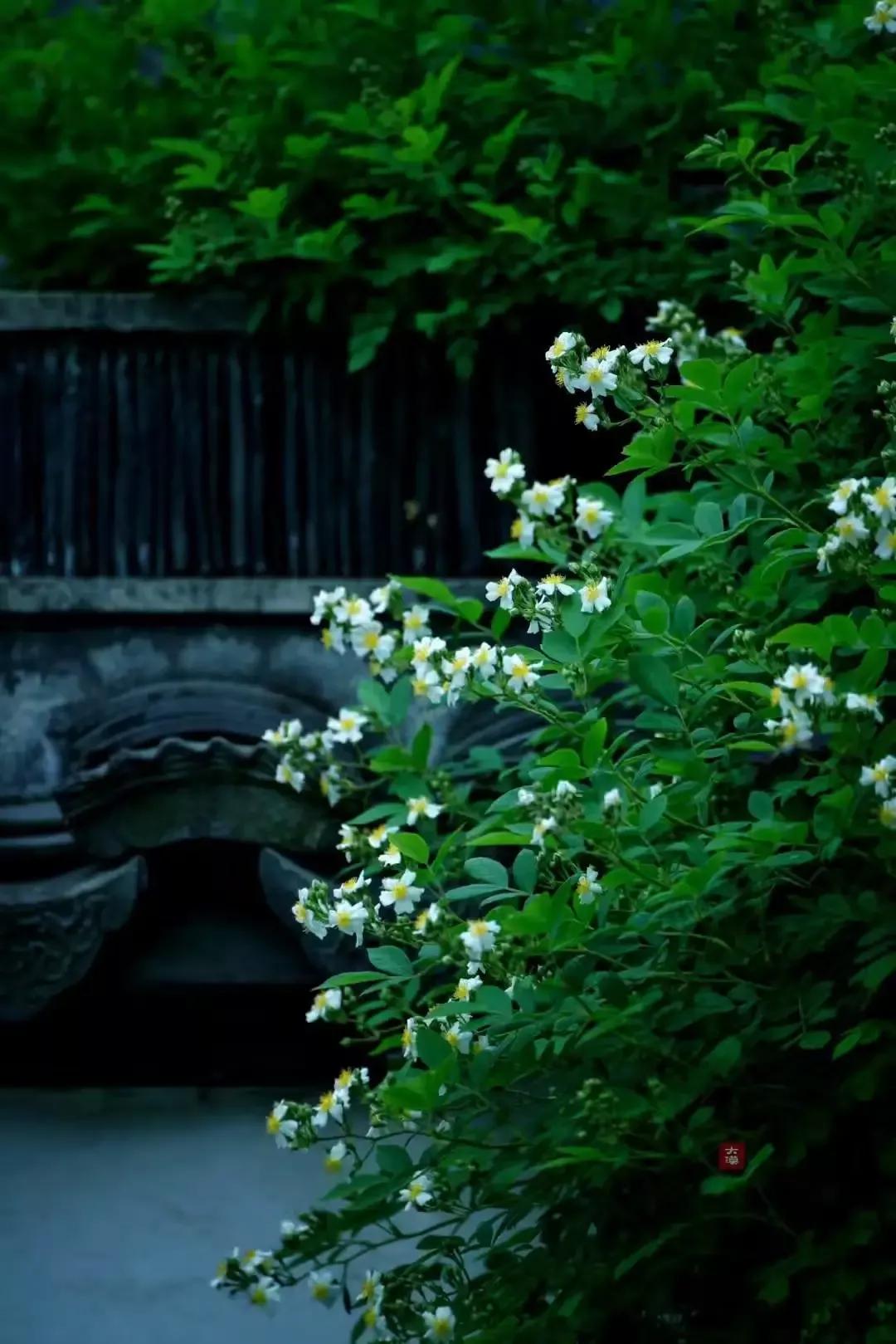 写一首蔷薇的诗,一首蔷薇诗