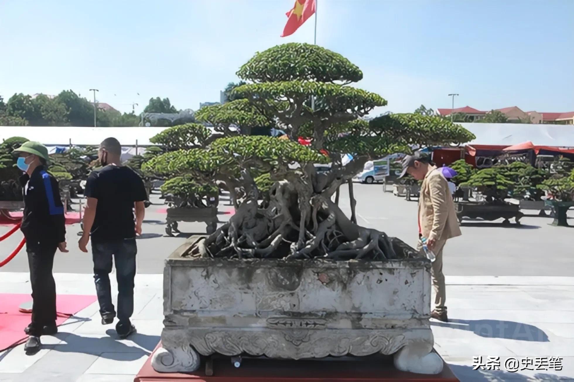 20多年前他花100万买下明代老宅,2014年男人花一万元买下腐烂树根