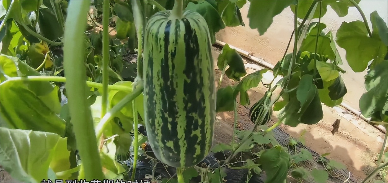 济南10月采摘最好的地方,金秋时节走进果园看到累累的果实