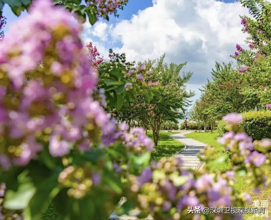 寻找深圳“夏紫薇”，邂逅全城盛开的浪漫