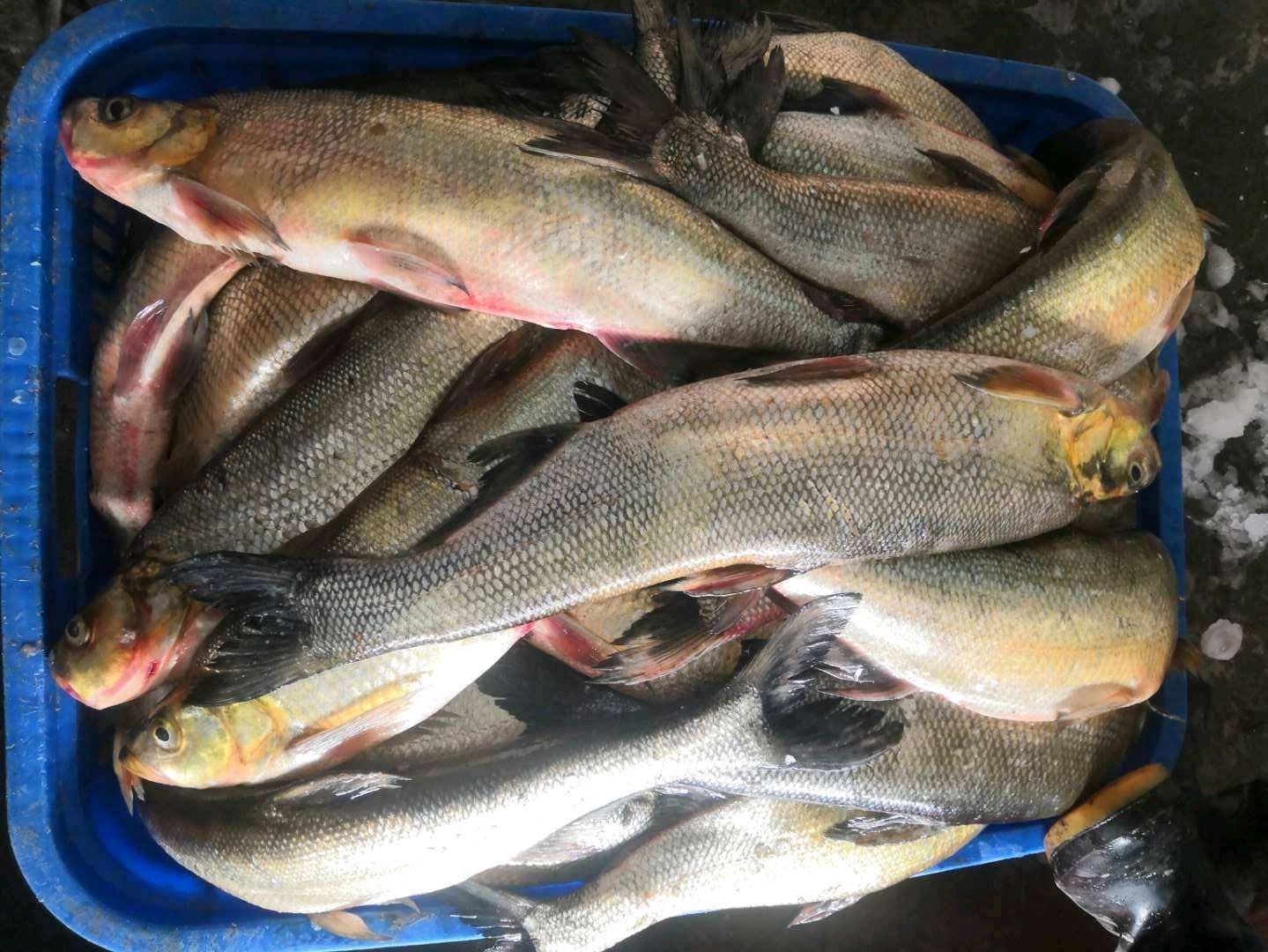 邛海翘嘴红鲌疯狂繁殖增至100吨,四川西昌邛海翘嘴