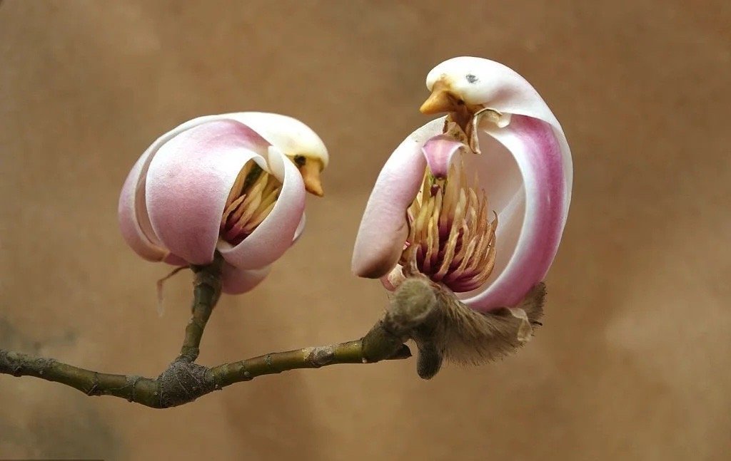 体型最大的乌龟有多大图片,背扁平的乌龟是什么龟