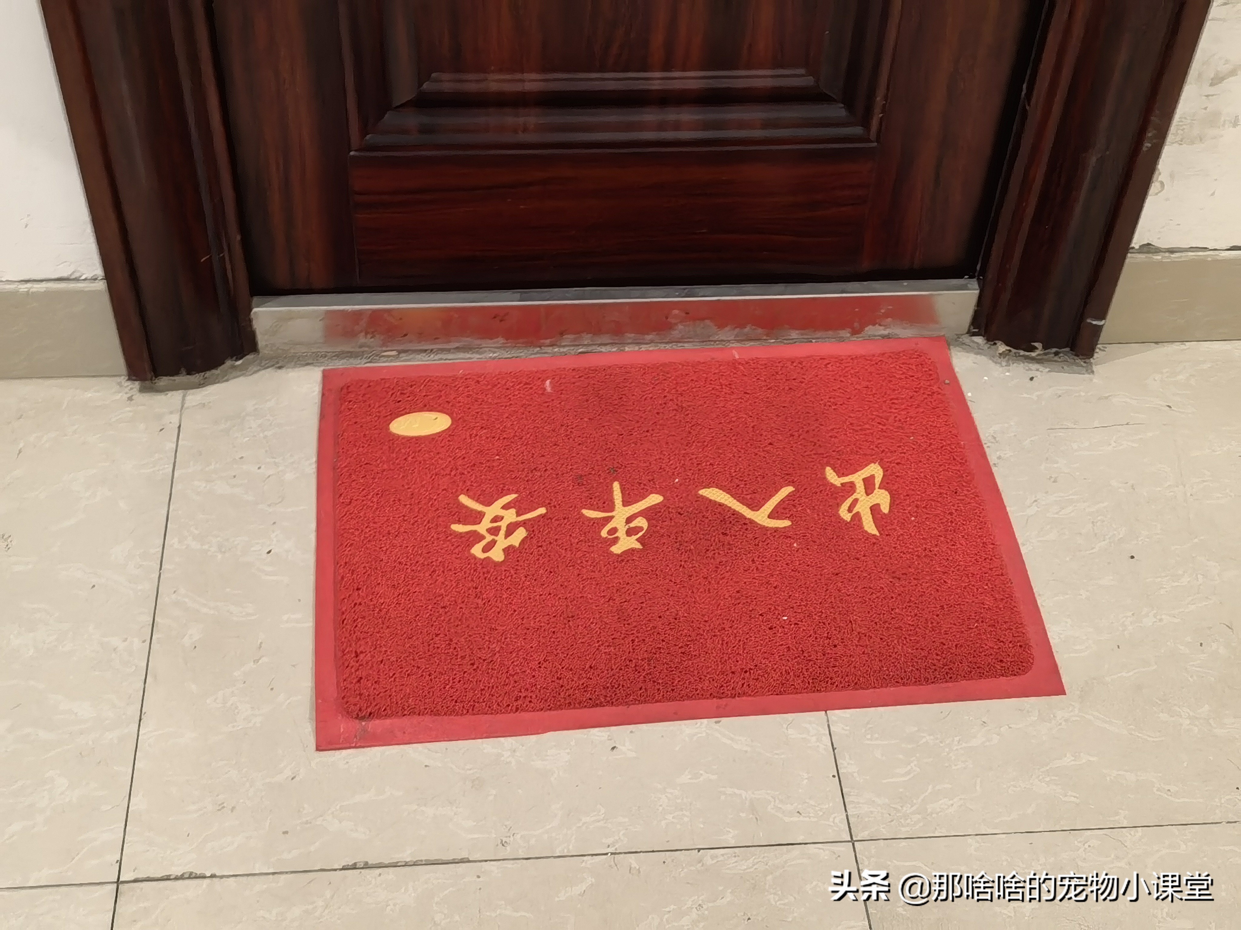 怎么教狗狗不在家里大小便,如何教狗狗不在室内上厕所