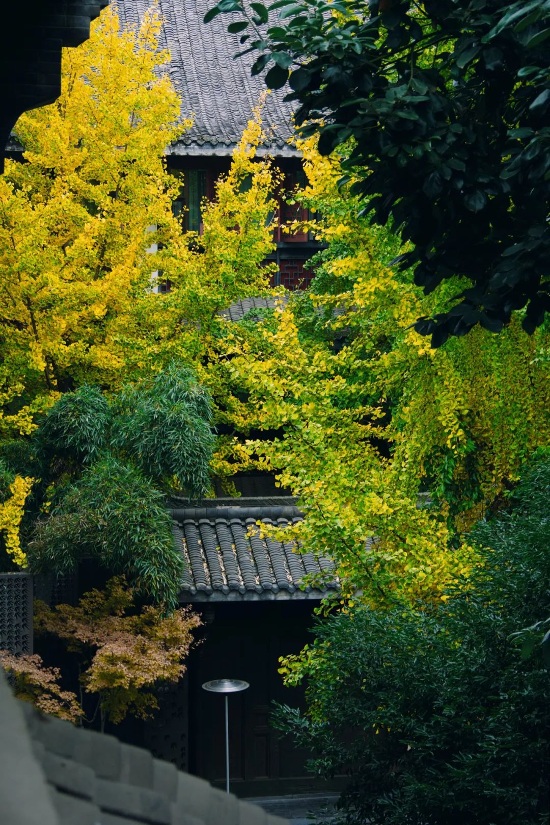 成都向上最新信息,年度向上力量合照