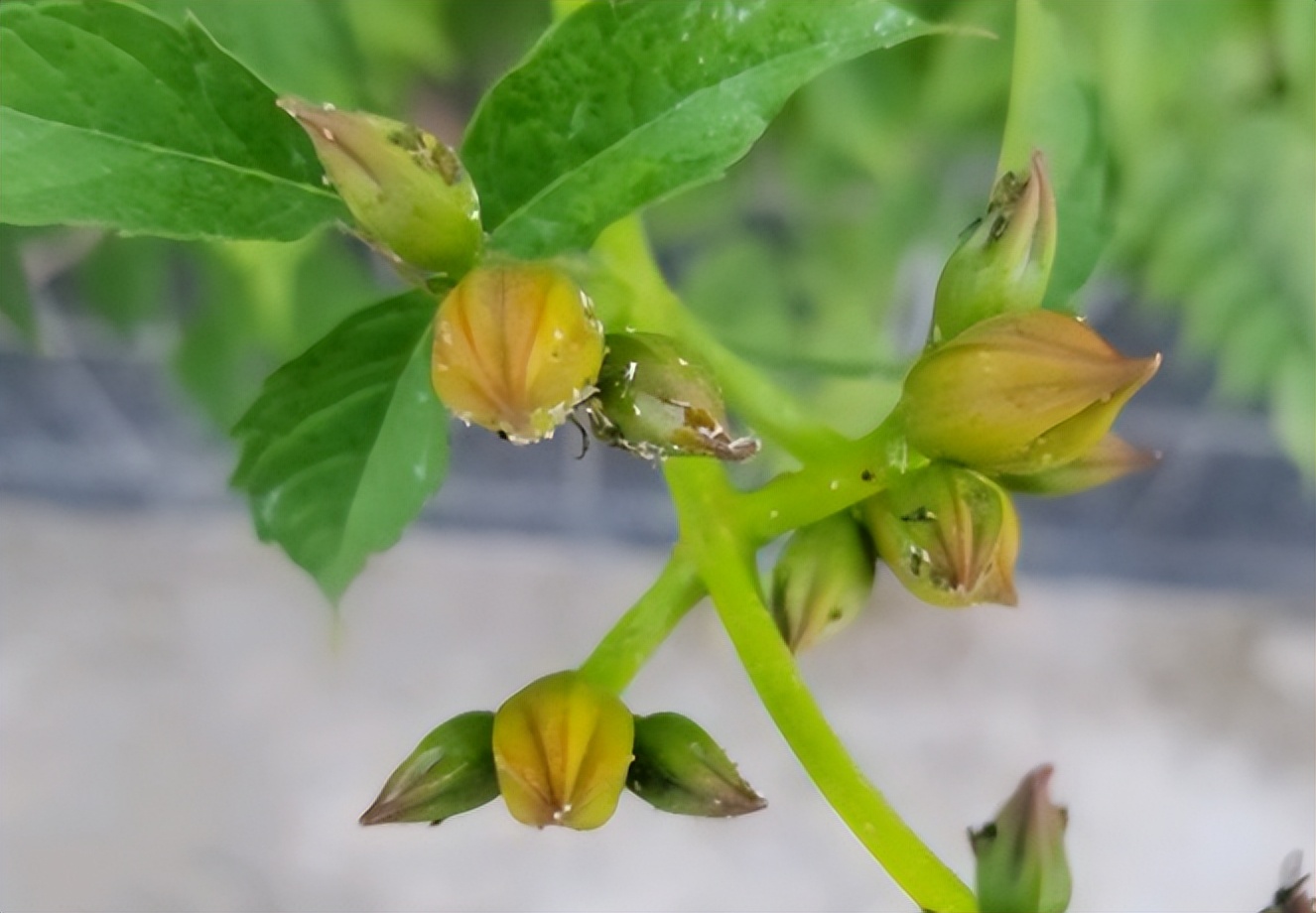 这十种花会招来鬼家里千万别养,家里养3种花忌讳