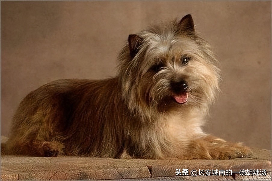 世界名犬大赛全程视频,世界名犬狗狗品种大全