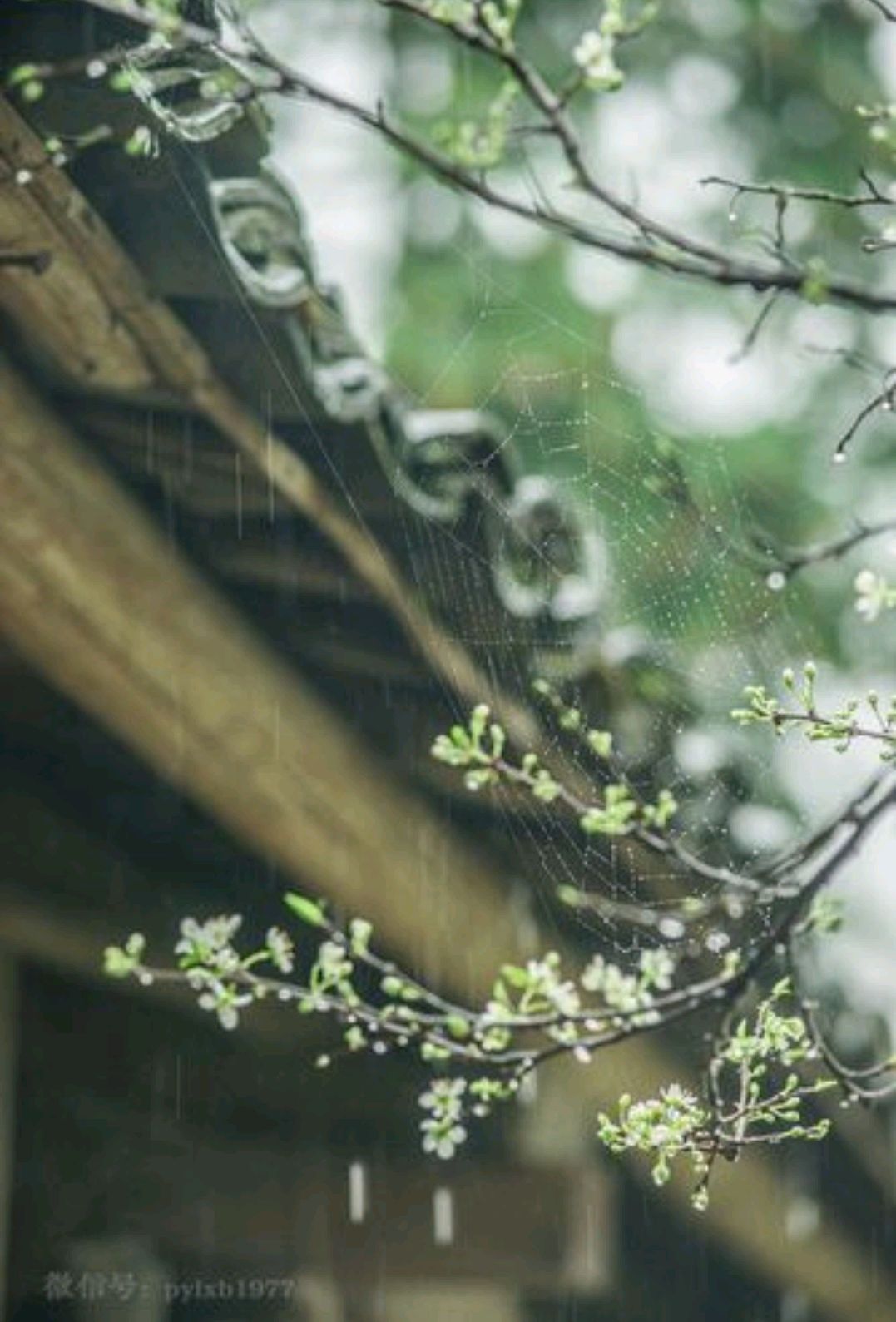 关于抒写春天的散文,散文欣赏关于春天的