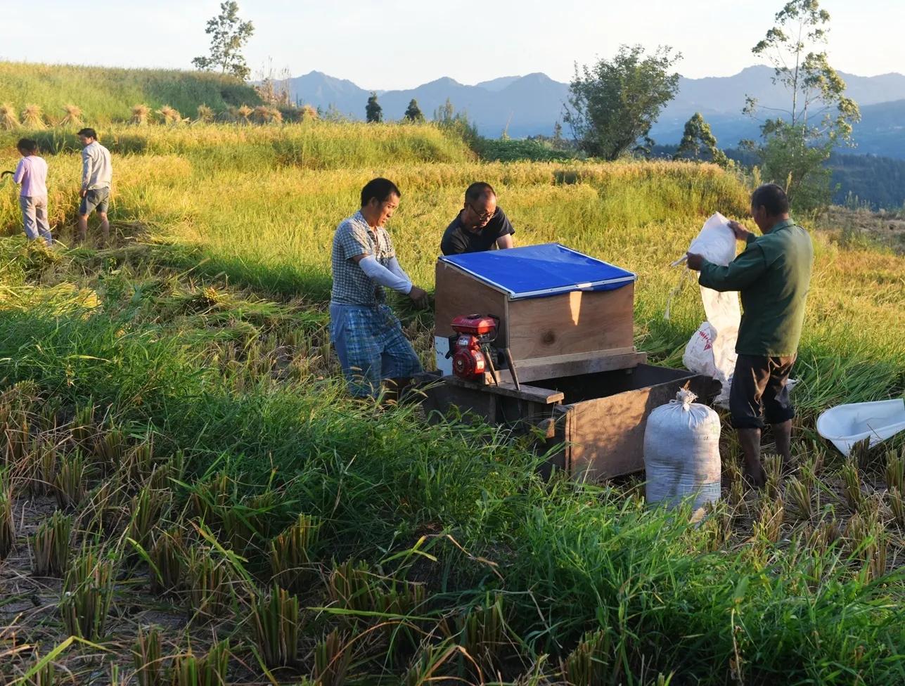 稻菽飘香各地丰收忙,稻菽飘香图片