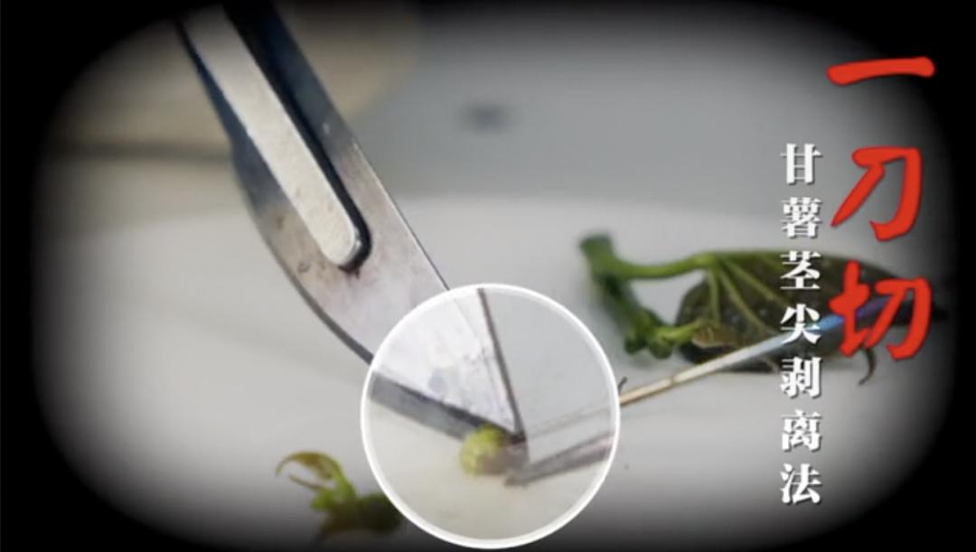 不知道地瓜有没有被老鼠咬过,烟薯被老鼠咬