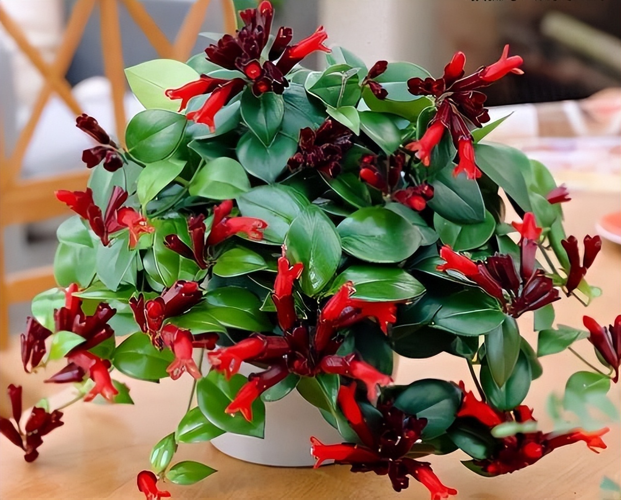 喜阴最好养的10种花,杜鹃花喜阴还是喜散光