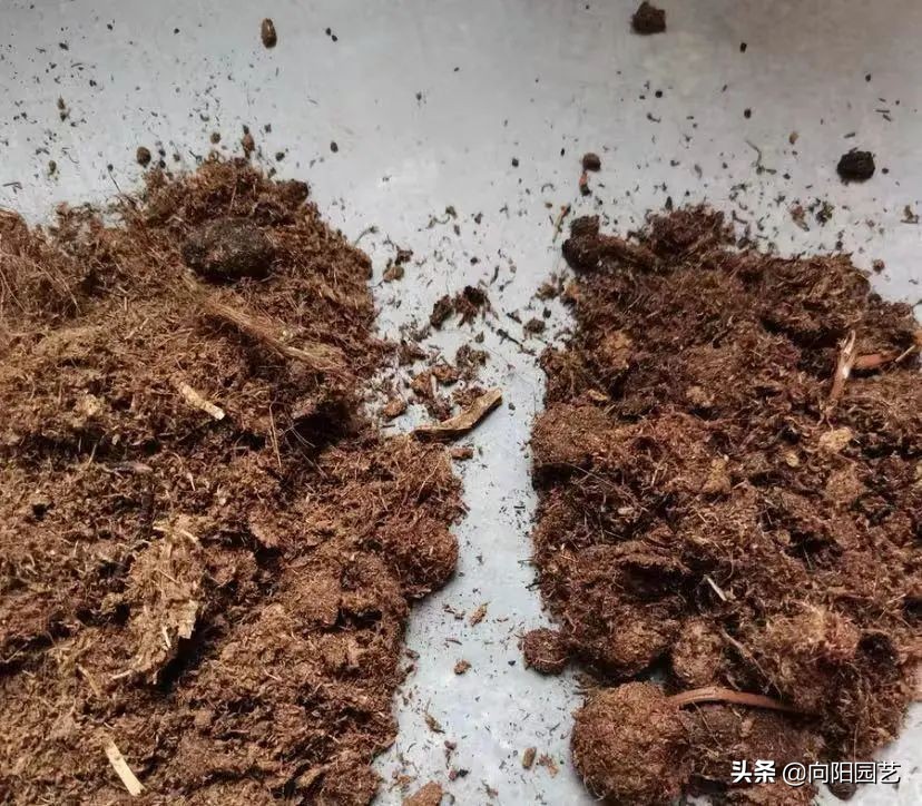 椰糠贵吗,椰糠土价格