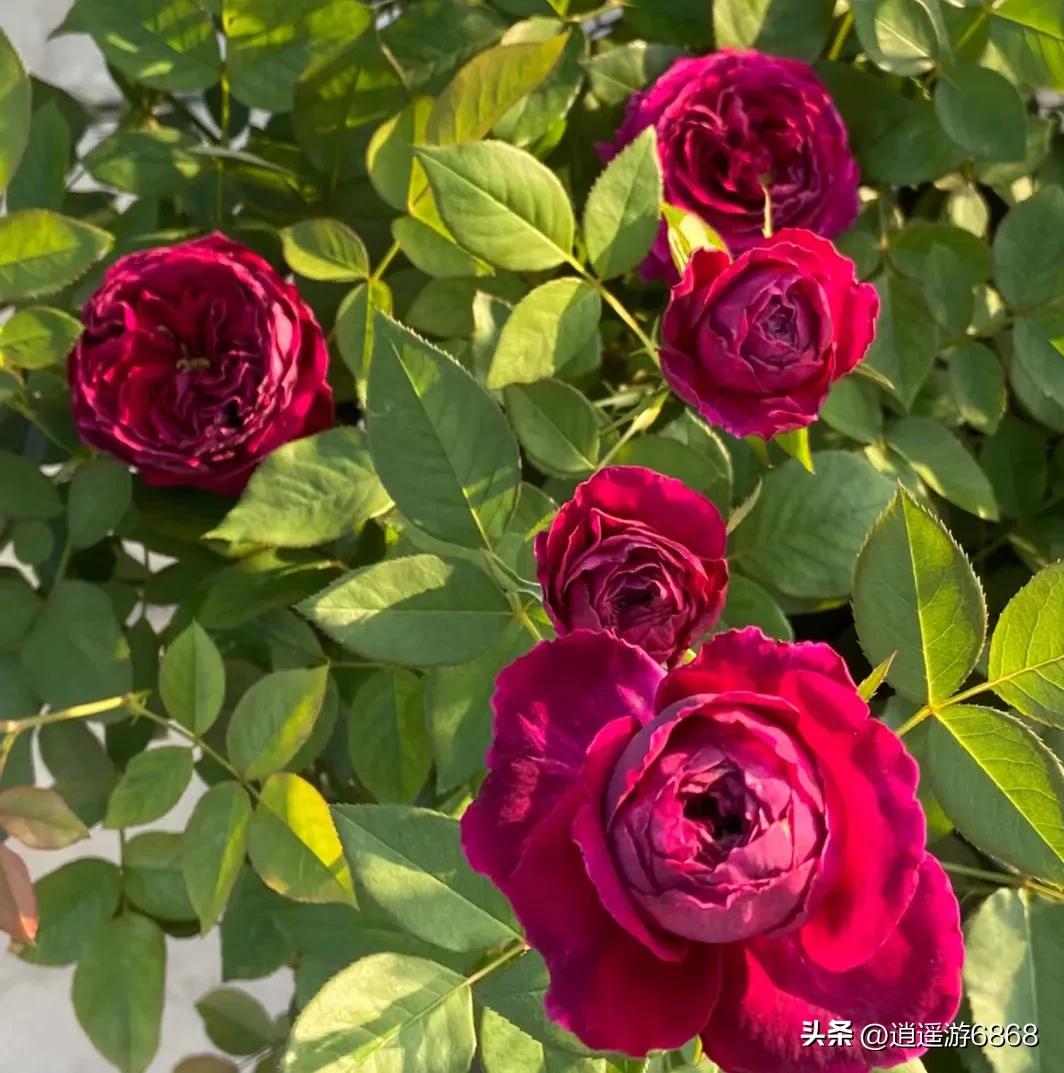 欧月皇宫深紫色月季花,月季花美图