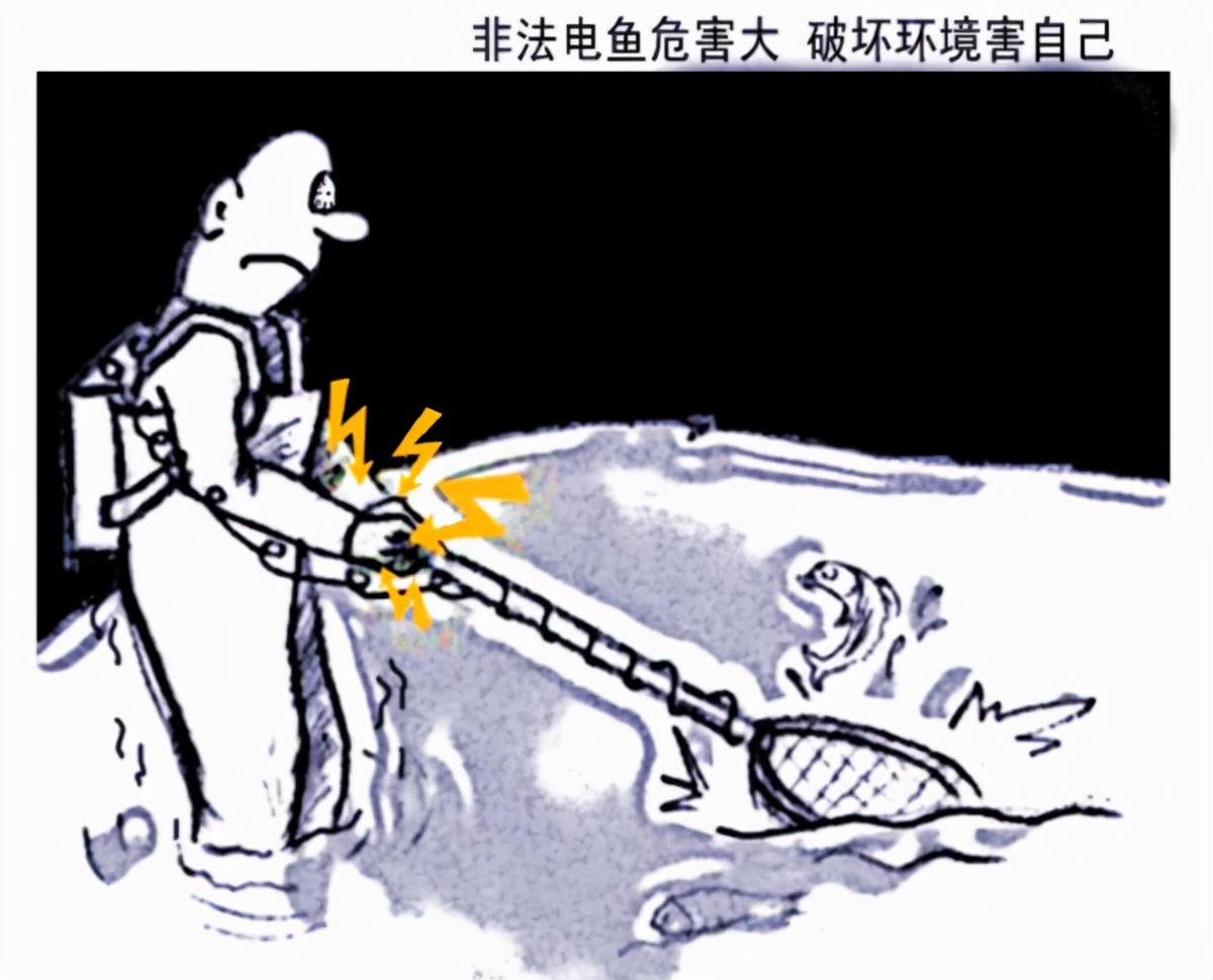 十年禁渔看长江鱼群物种更多样,长江禁渔仅两年就鱼群翻涌