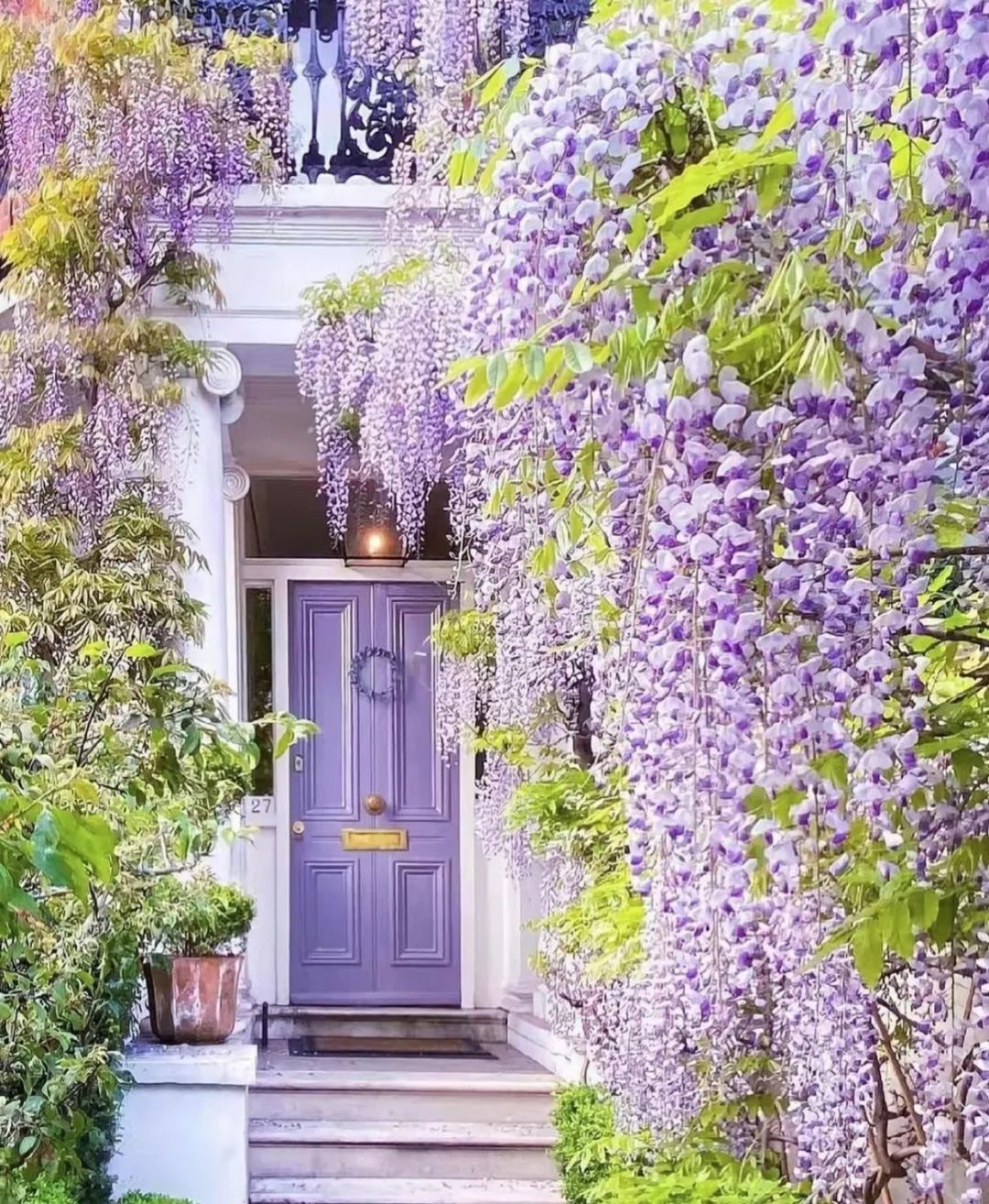 紫藤花，一锅炖不下的豆科，也有浪漫的一帘幽梦｜花名册No.00079