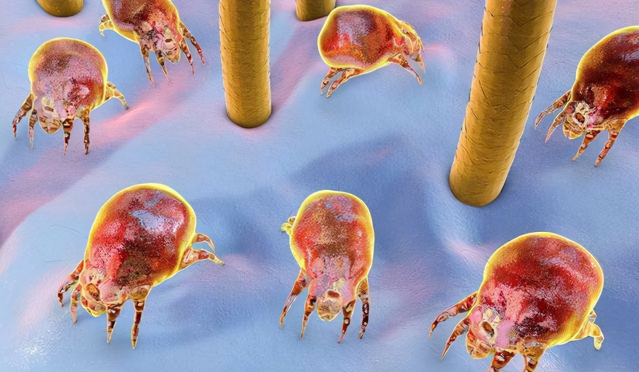 被子长期不晒“螨虫”扎堆？教你一招，不用晒不用洗，除螨又卫生