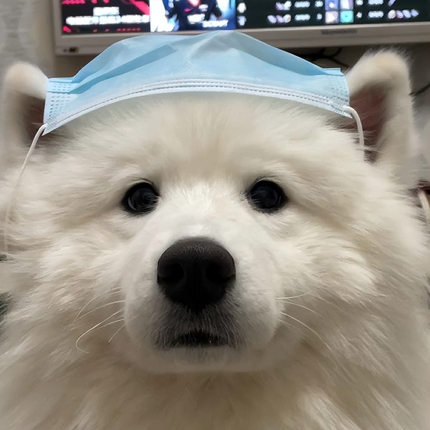 萨摩耶串串幼犬怎么挑选,萨摩耶如何判断是不是串串