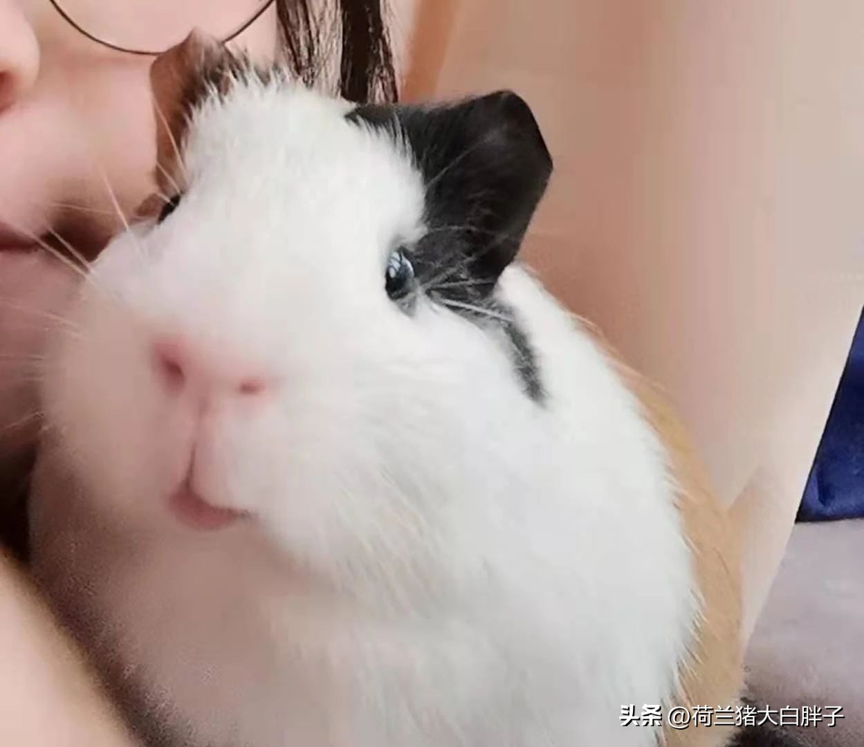 荷兰猪呼吸道感染是怎么导致的,荷兰猪呼吸道问题