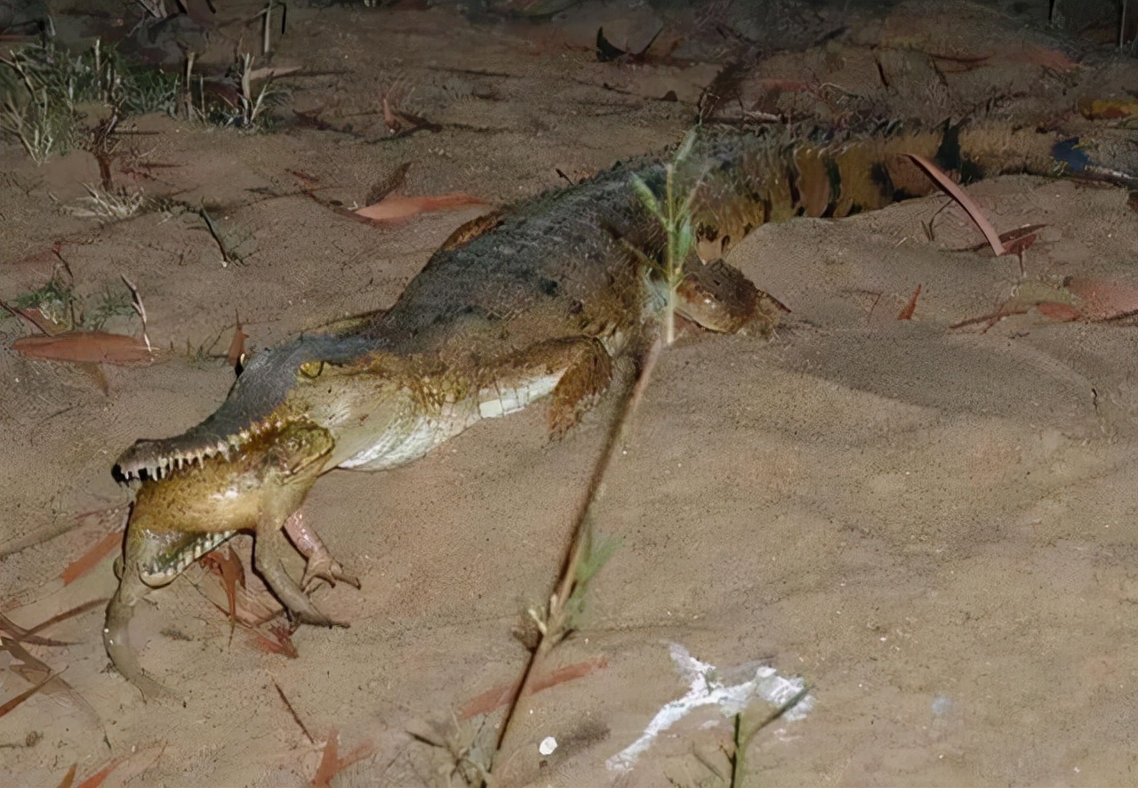 世界上最大的蟾蜍是,全世界最大的蟾蜍