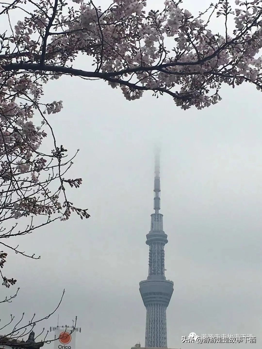 日本印象：樱花生活、排队文化、忠犬八公