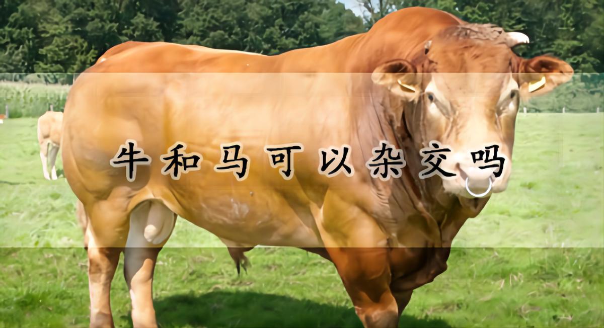 马和牛能够杂交吗,公马和母牛算杂交育种吗