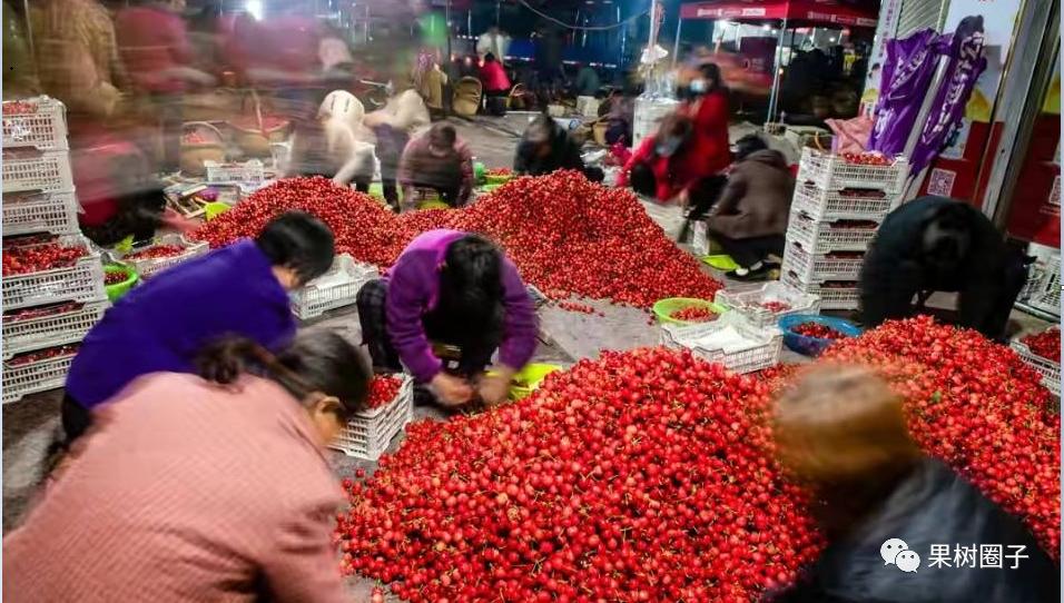 大樱桃预冷多长时间装箱最好,樱桃预冷处理