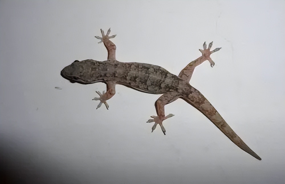 壁虎为什么有毒,为什么有的人会害怕壁虎