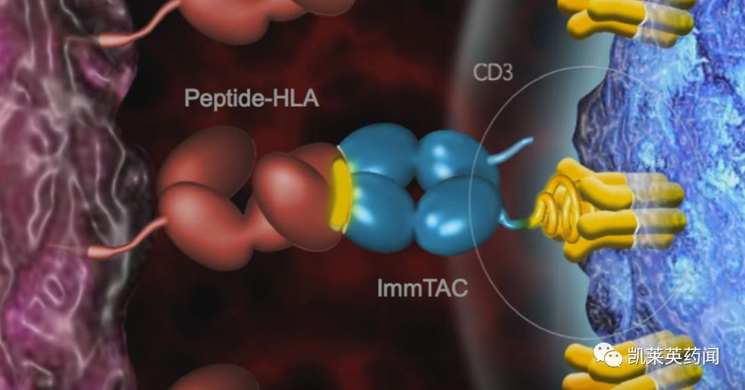TCR创新药：不止是TCR-T、还有TCR蛋白药
