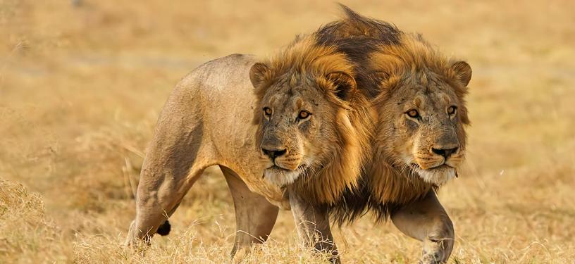 10种怪异的两个头动物,10种变异双头动物