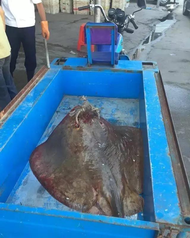 鱼类菜肴大全,鱼类食材大全