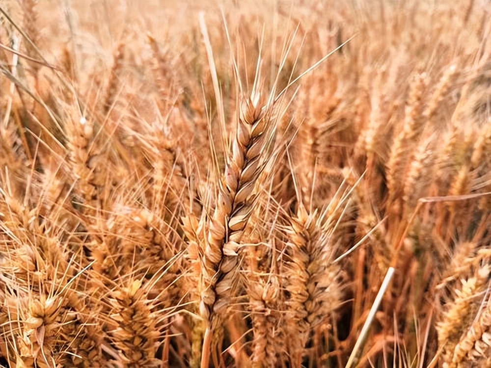 谁在砸中国人饭碗？200万年形成的“土中熊猫”，被4元贱卖给美日