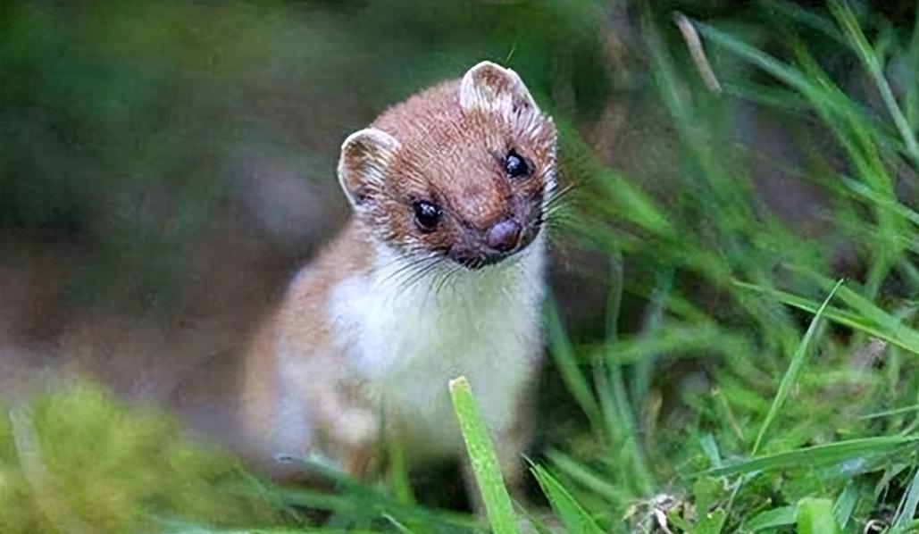 李时珍为什么不吃黄鼠狼呢,为什么黄鼠狼不宜吃