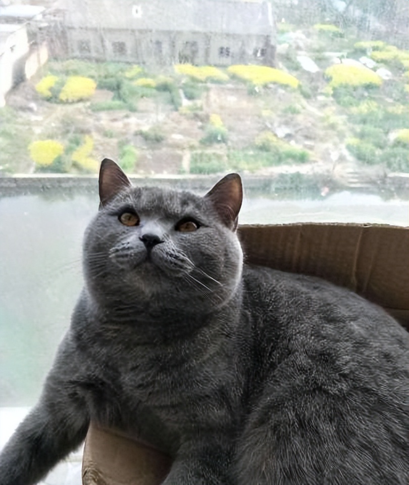 猫咪绝育记仇的表现,猫咪被绝育后有什么好处吗