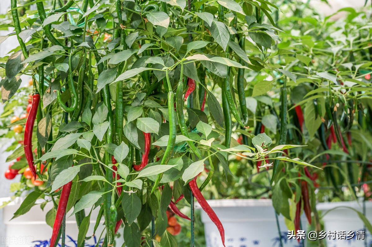 六月份种植什么蔬菜不生虫,阳台种菜最全的蔬菜种植时间表