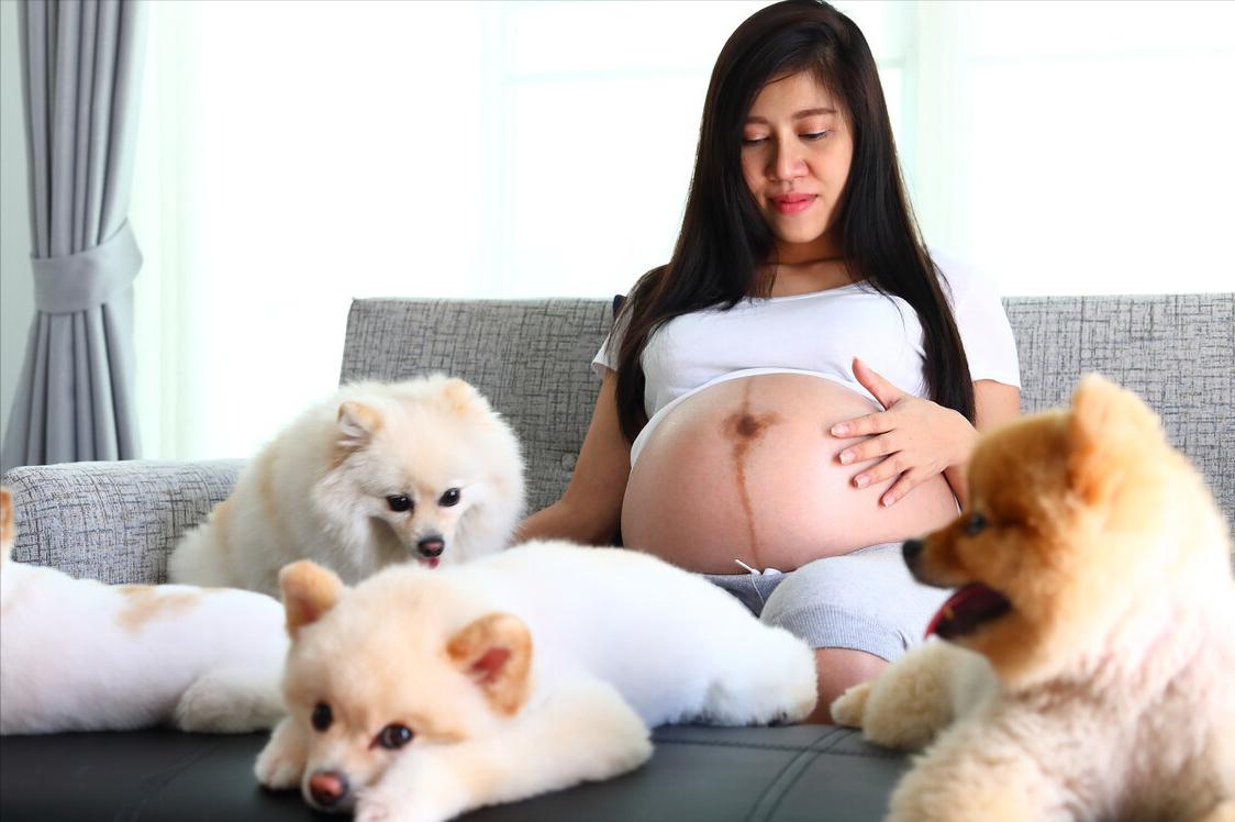 告诉你养狗的好处,告诉你一个秘密养猫就要养暹罗猫