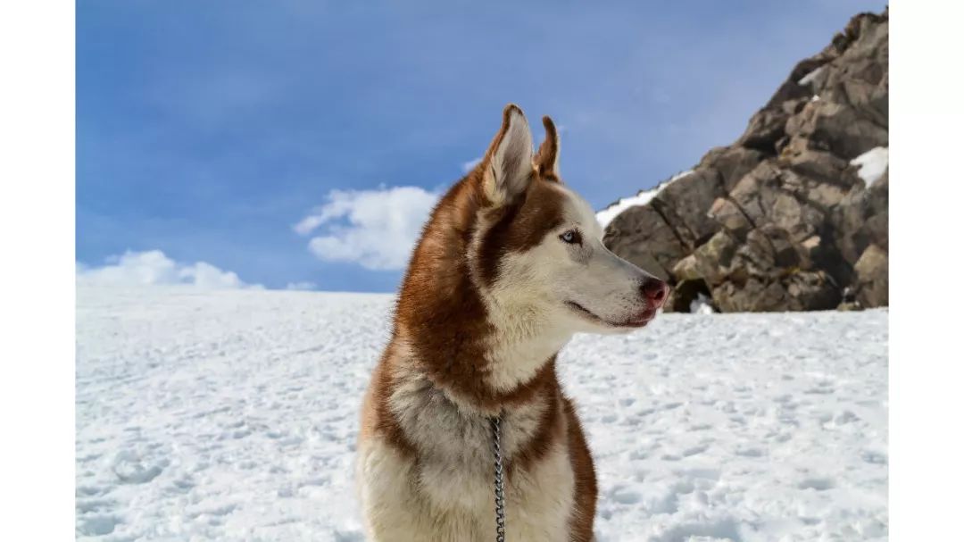 ppt怎么对图片进行裁剪,ppt中如何裁剪图片里的文字