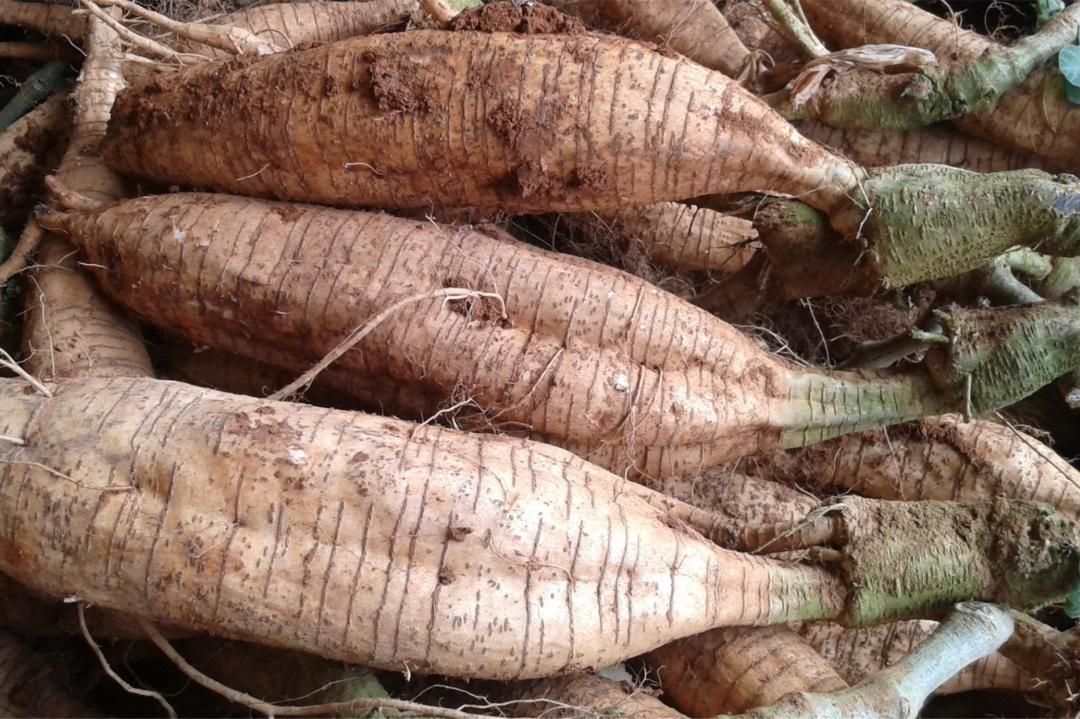 广西梧州市藤县特产粉葛,粉葛藤县